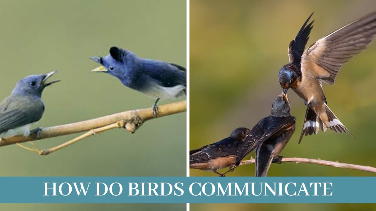 How to bird. Birds communication. Communication with Birds. Как переписывались птицами. Birds to each other.