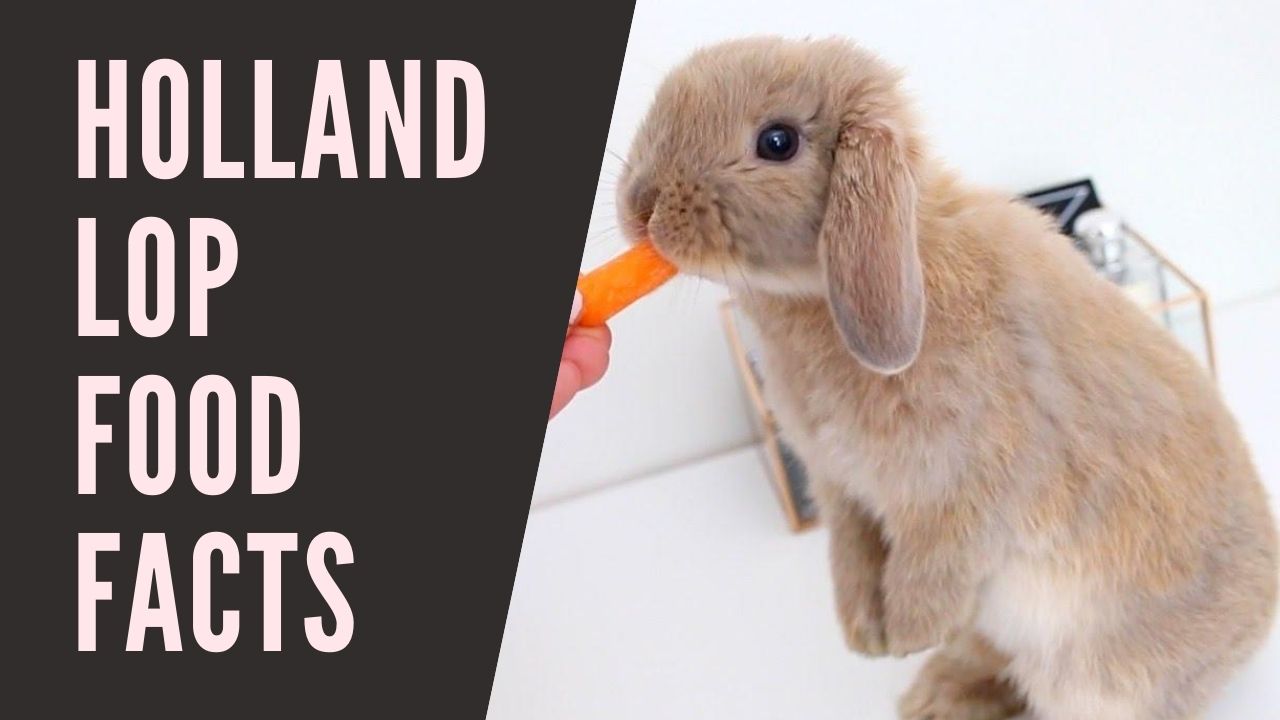 Best 10 Holland Lop Food Facts Zoological World