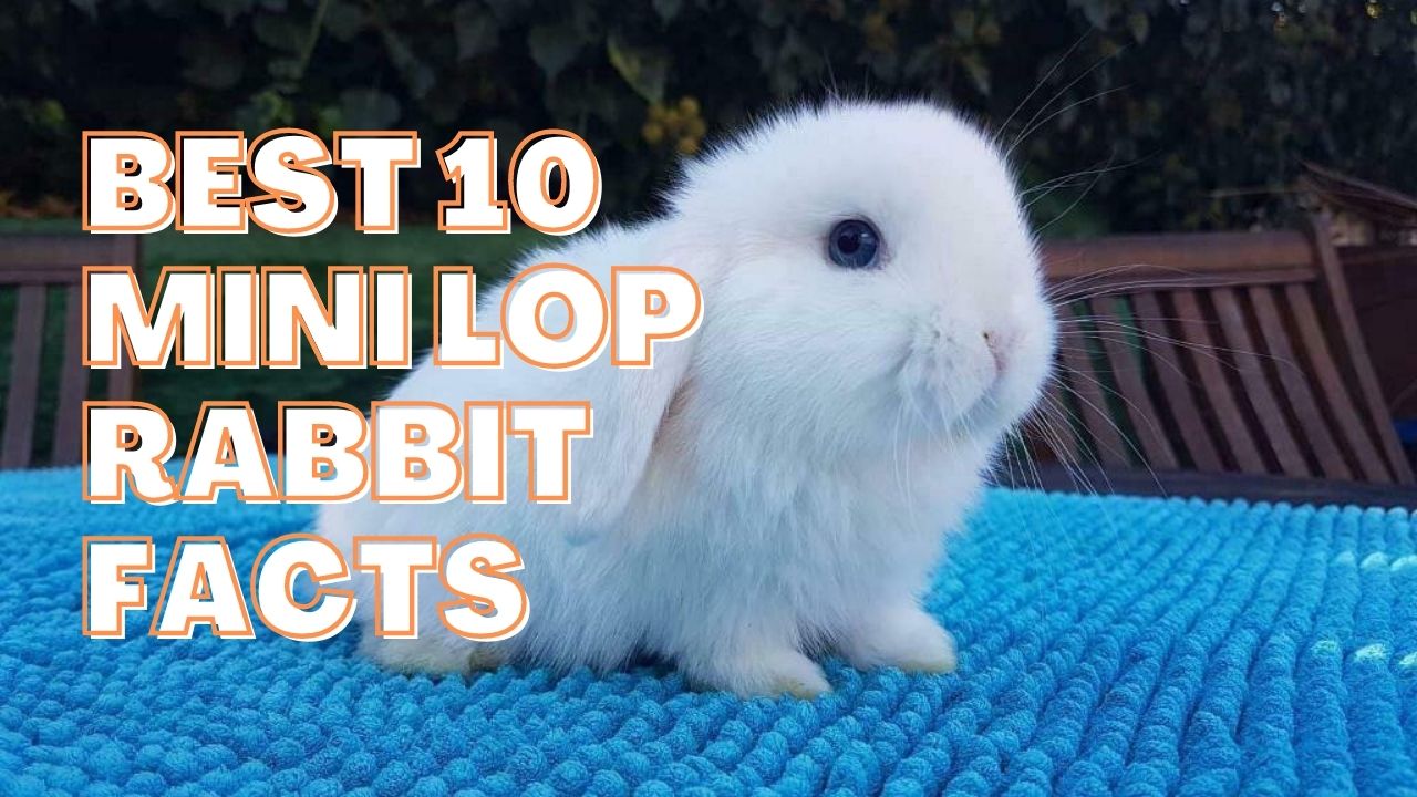 Best 10 Mini lop Rabbit Facts, History, Diet, Health 