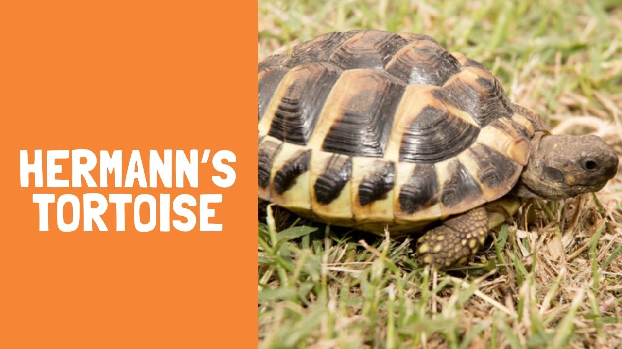 Best 10 Hermann's Tortoise Facts, Diet, Humidity, Baby - Zoological World