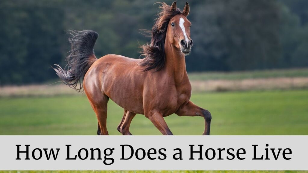 How Long Does A Horse Live Updated 2021 Zoological World
