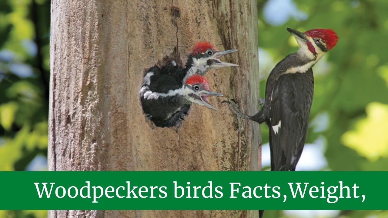 Best 20 Woodpeckers birds Facts, Weight, Habitat, Diet